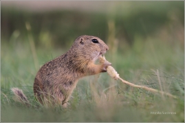 <p>SYSEL OBECNÝ (Spermophilus citellus) /European ground squirrel - Europäischer Ziesel/</p>